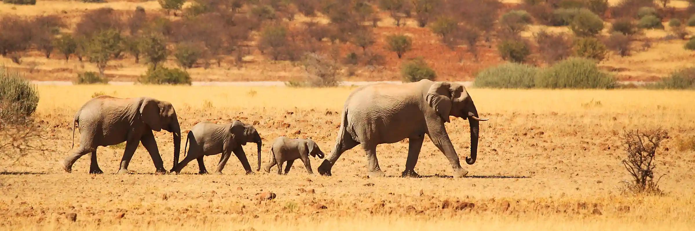 Elephants traverse the rugged desert landscape of Damaraland.
