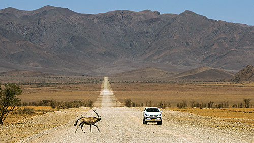 Self-drive vehicle navigates dusty Namibian road in Damaraland as oryx cross ahead.