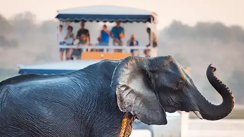 Guests on a boat safari witness an elephant cooling off in the waters of the Chobe River.