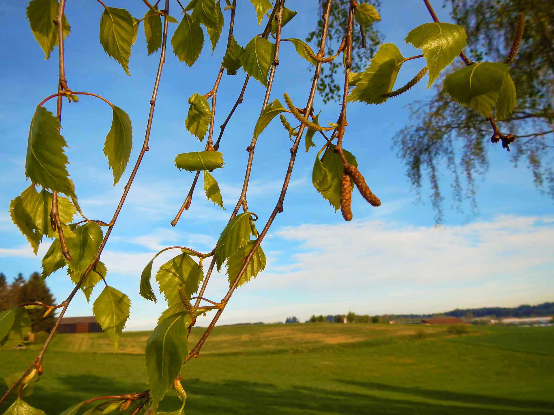 Haselzweige mit Haselblüte, im Hintergrund unscharf eine bayerische Landschaft mit Bauernhof