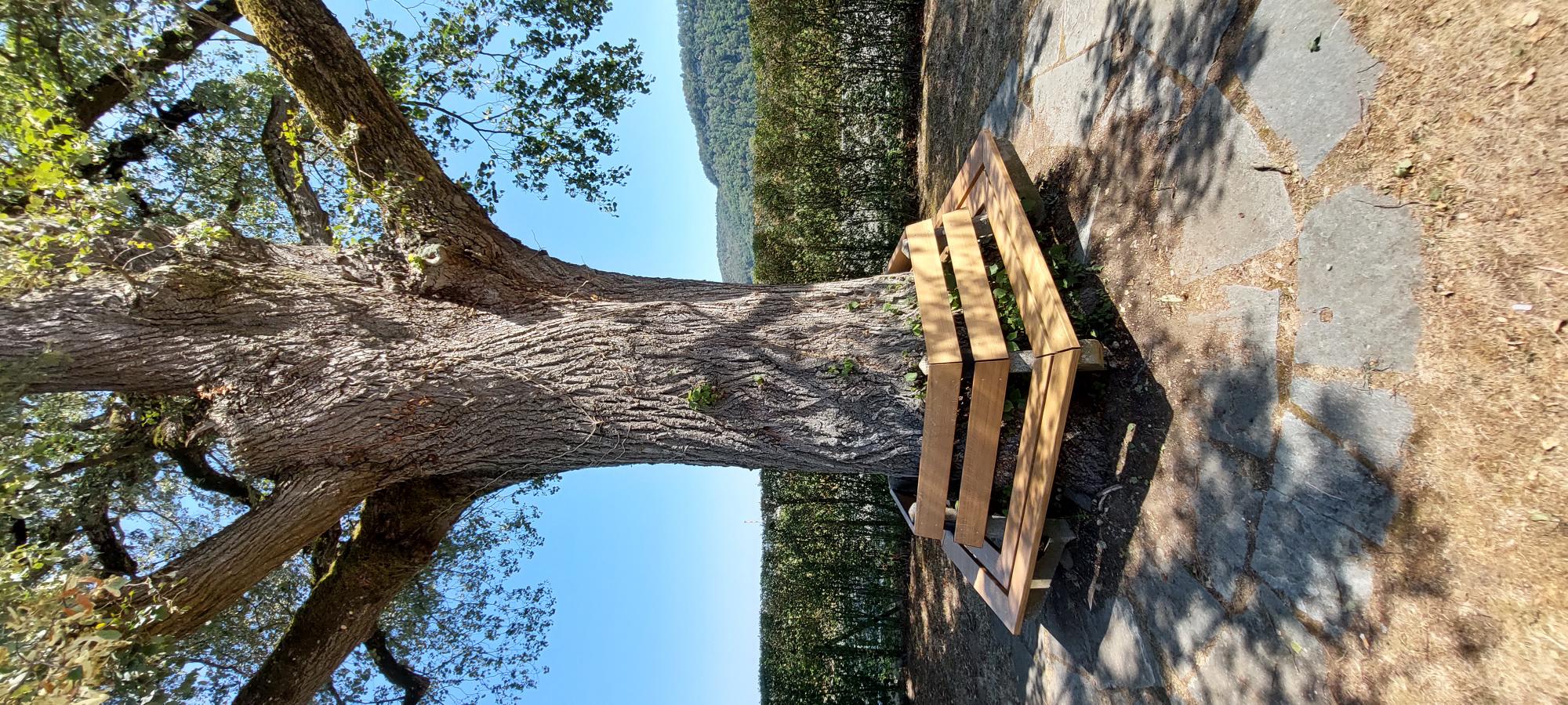 Holzbank rund um einen Baum im Freien.