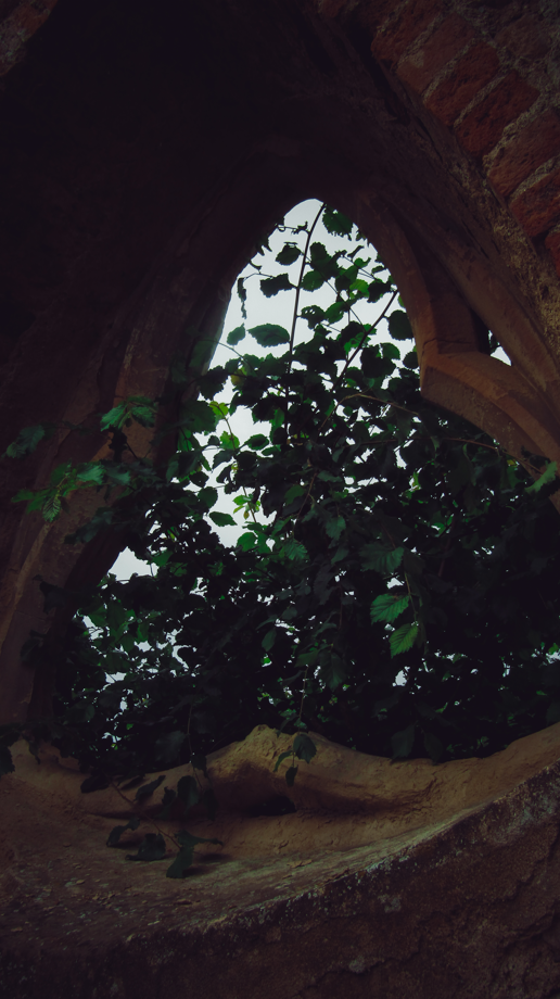 Overgrown Church Window
