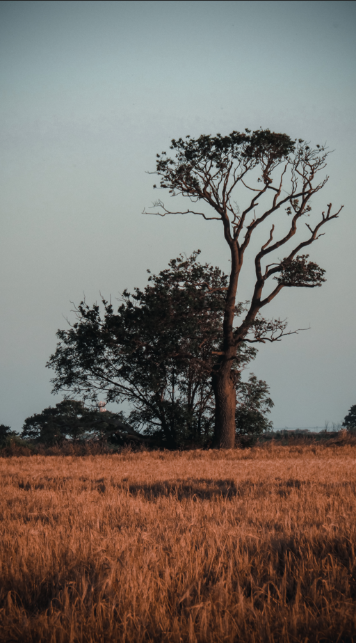 Isolated Tree

