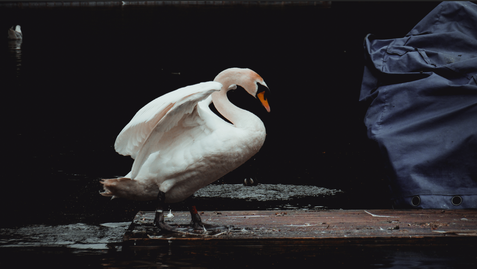 Swan coming out of water
