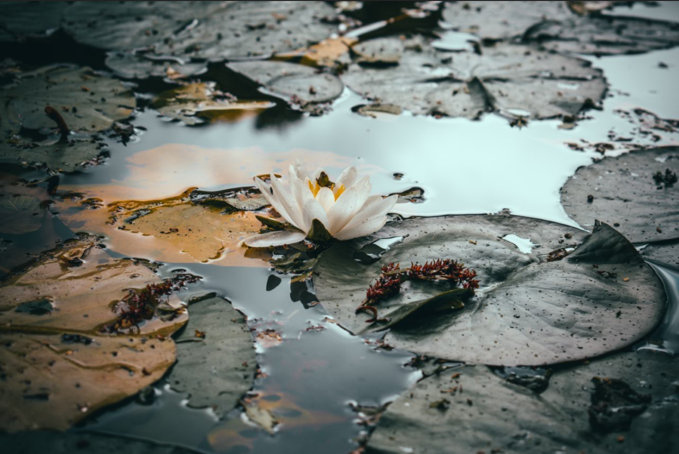 Lotus surrounded by lillys
