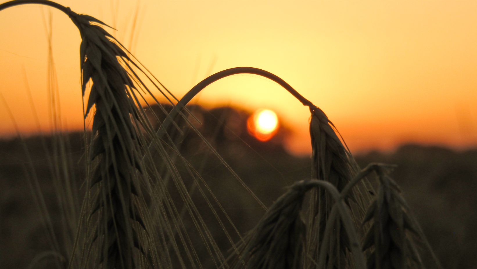Sunset through Wheat
