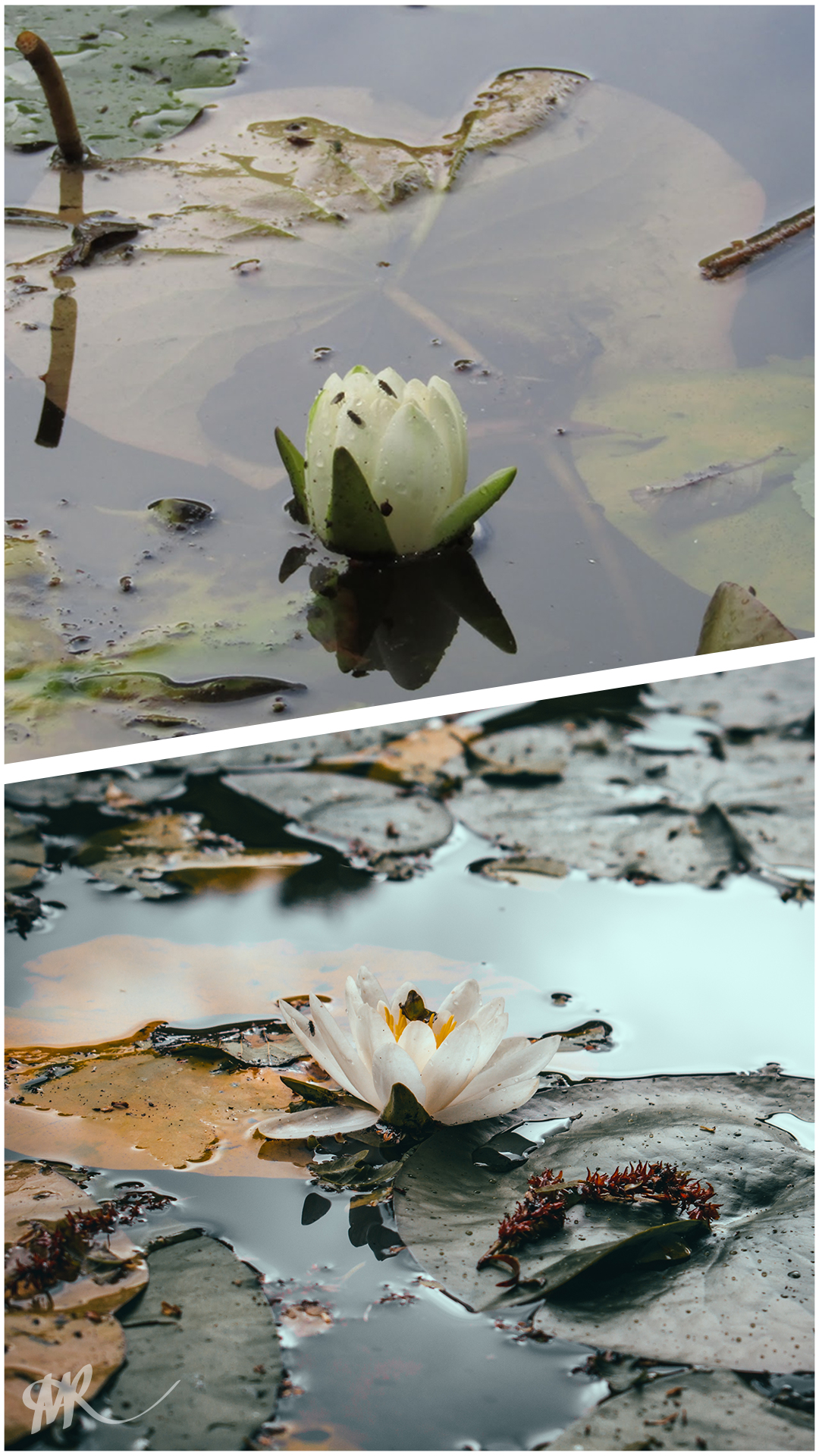 Lotus Transformation
