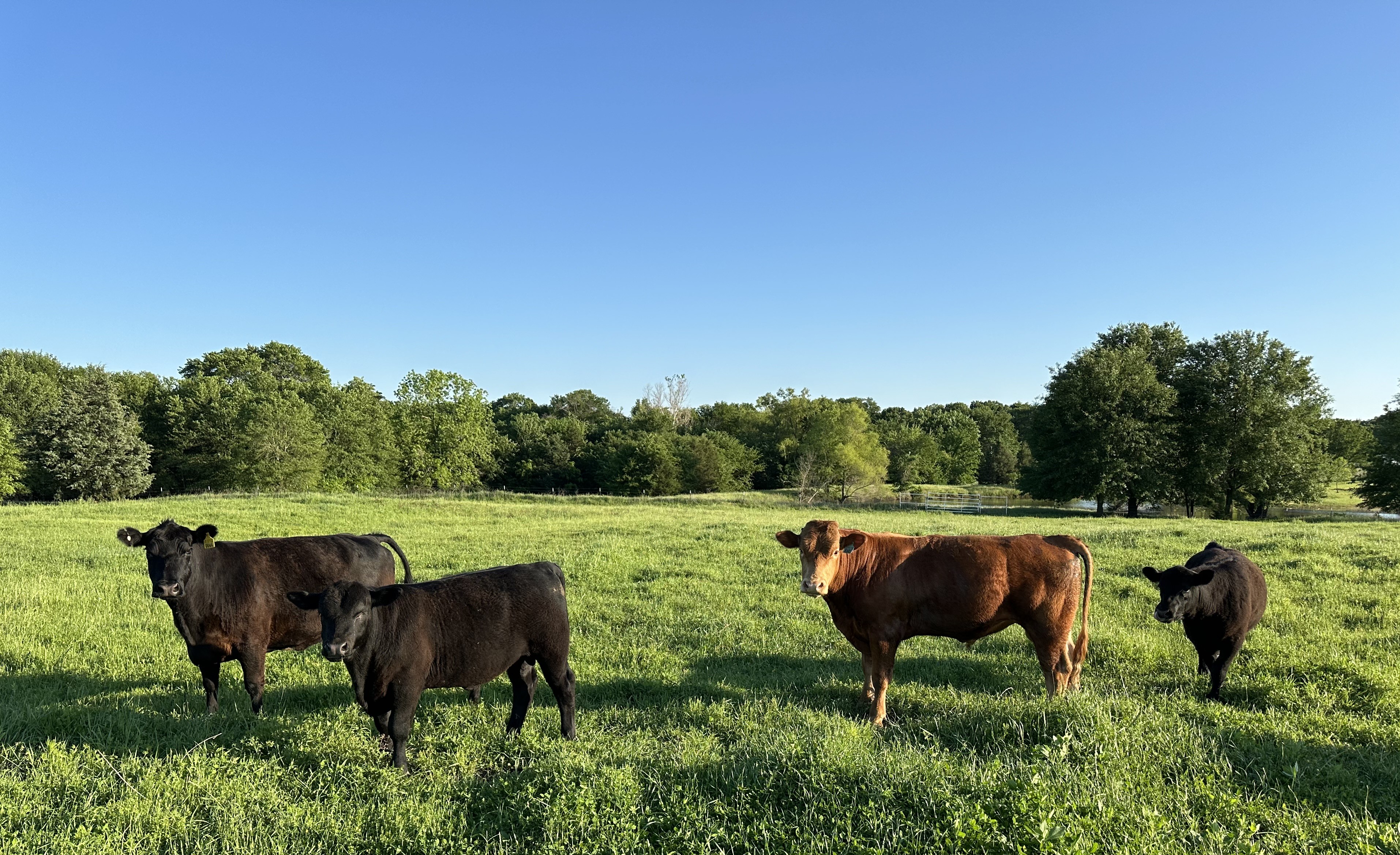 3 black Angus calves stand in a pasture next to a brown Wagyu bull