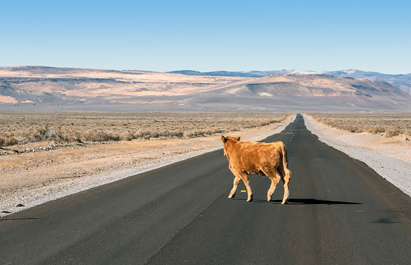 How fast can you sell land in Nevada in 2026? The real timeline might surprise you.