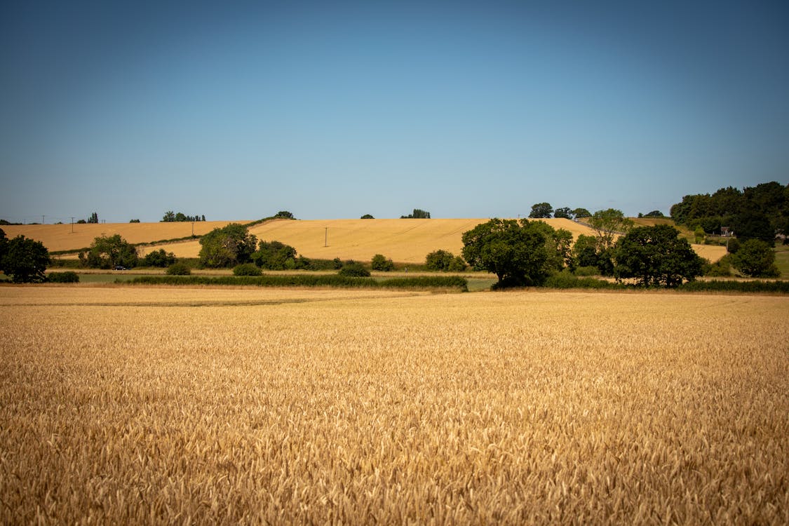 What One Acre of Land Costs in Alabama in 2026