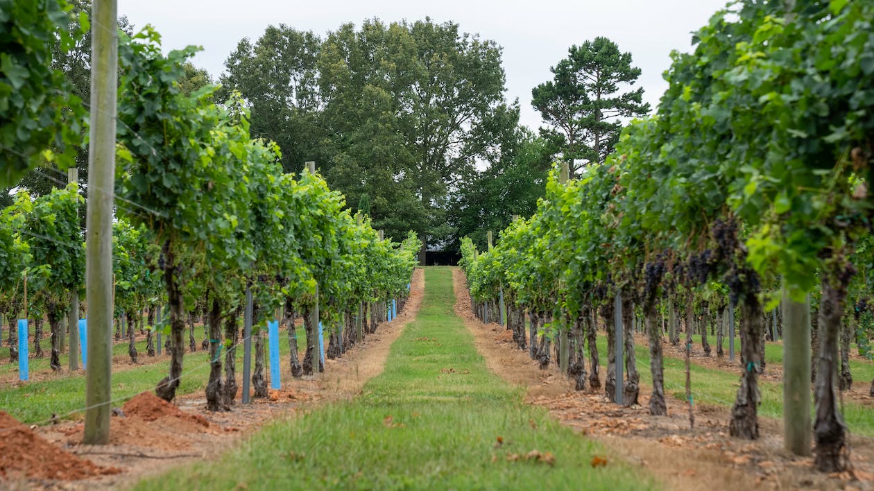 Pros and Cons of Buying Land in Virginia in 2026: What to Know Now