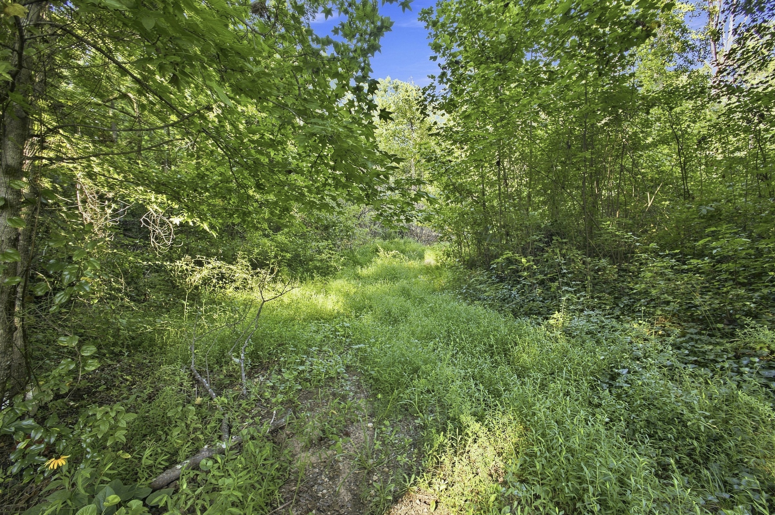 Wooded terrain on the Greer homesite