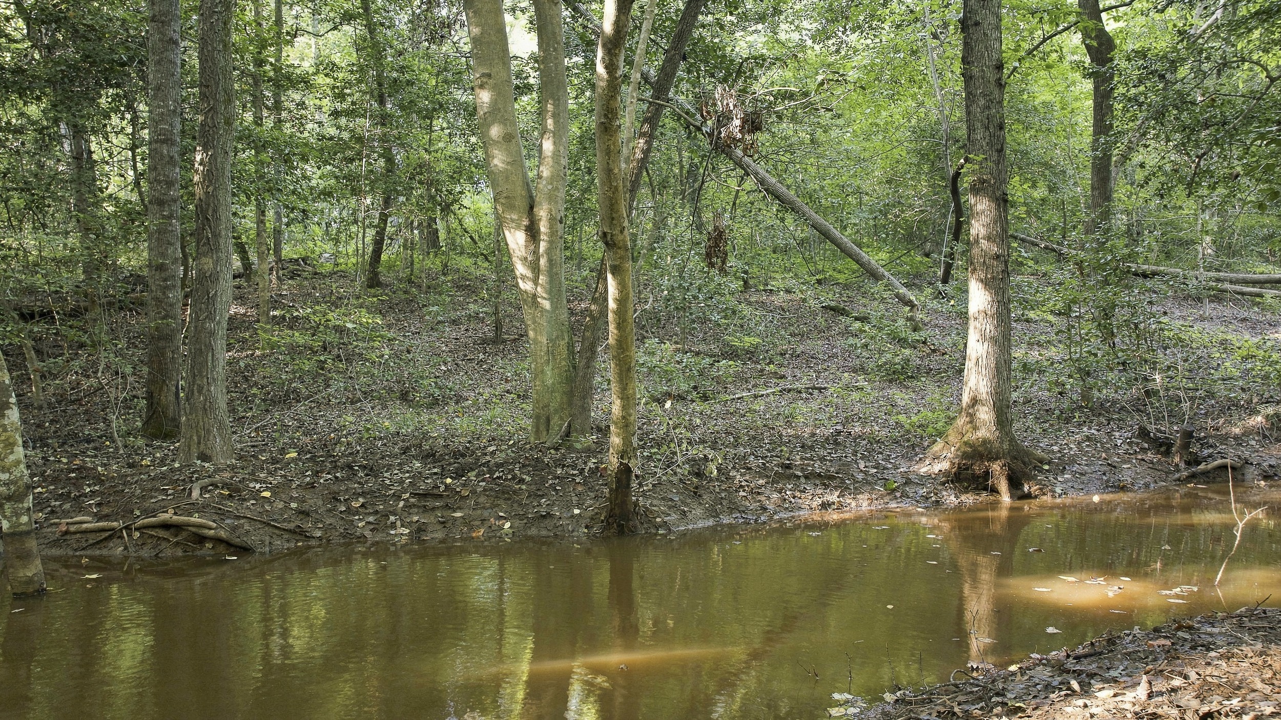 Creek on the Woodlawn Hills property