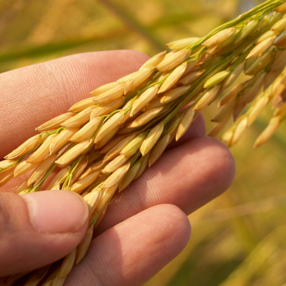 Agriculture workplace safety