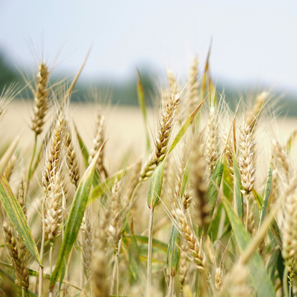 Agriculture workplace safety