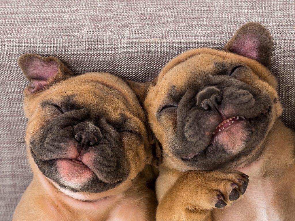 The Importance of Spay/Neuter In Palmetto