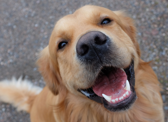 Dog Dental Care in Palmetto