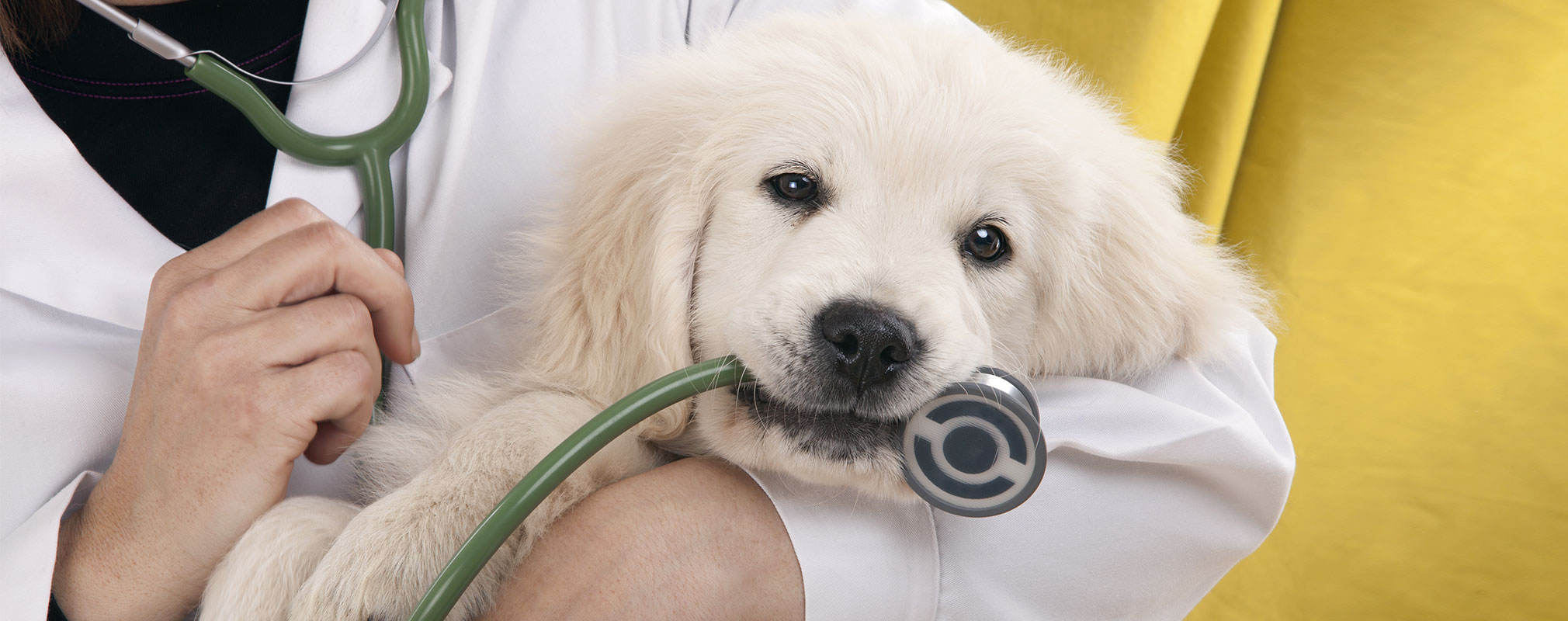 Need A Puppy Vaccination In Palmetto?