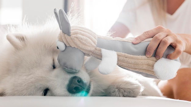 Spotlight on Pet Laser Therapy: Drug-Free Pain Relief