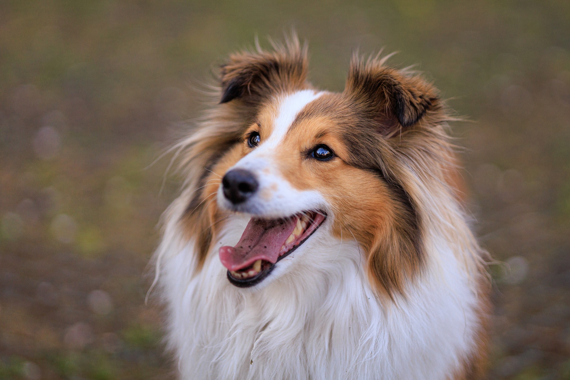 All About Whipworm Infections in Dogs and How To Treat Them