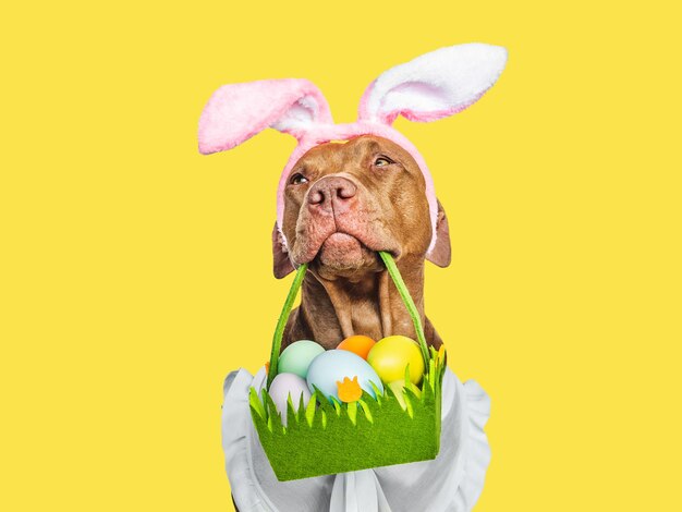 Easter Safety for Pets: How to Keep Your Pet Safe During the Holiday