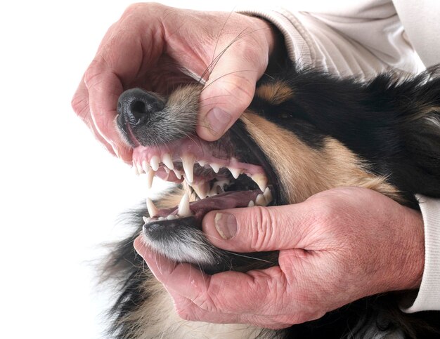 Pet Dental Health Month: The Importance of Oral Care for Pets