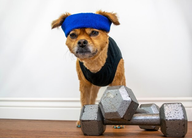 The Role of Exercise in Pet Health: How to Keep Your Pet Active and Fit