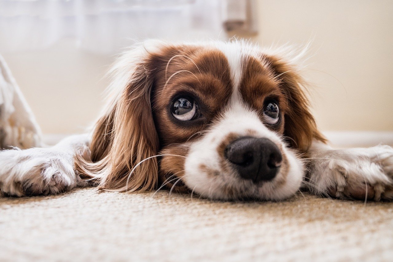 Are you Listening? How to care for a deaf dog in Palmetto, GA