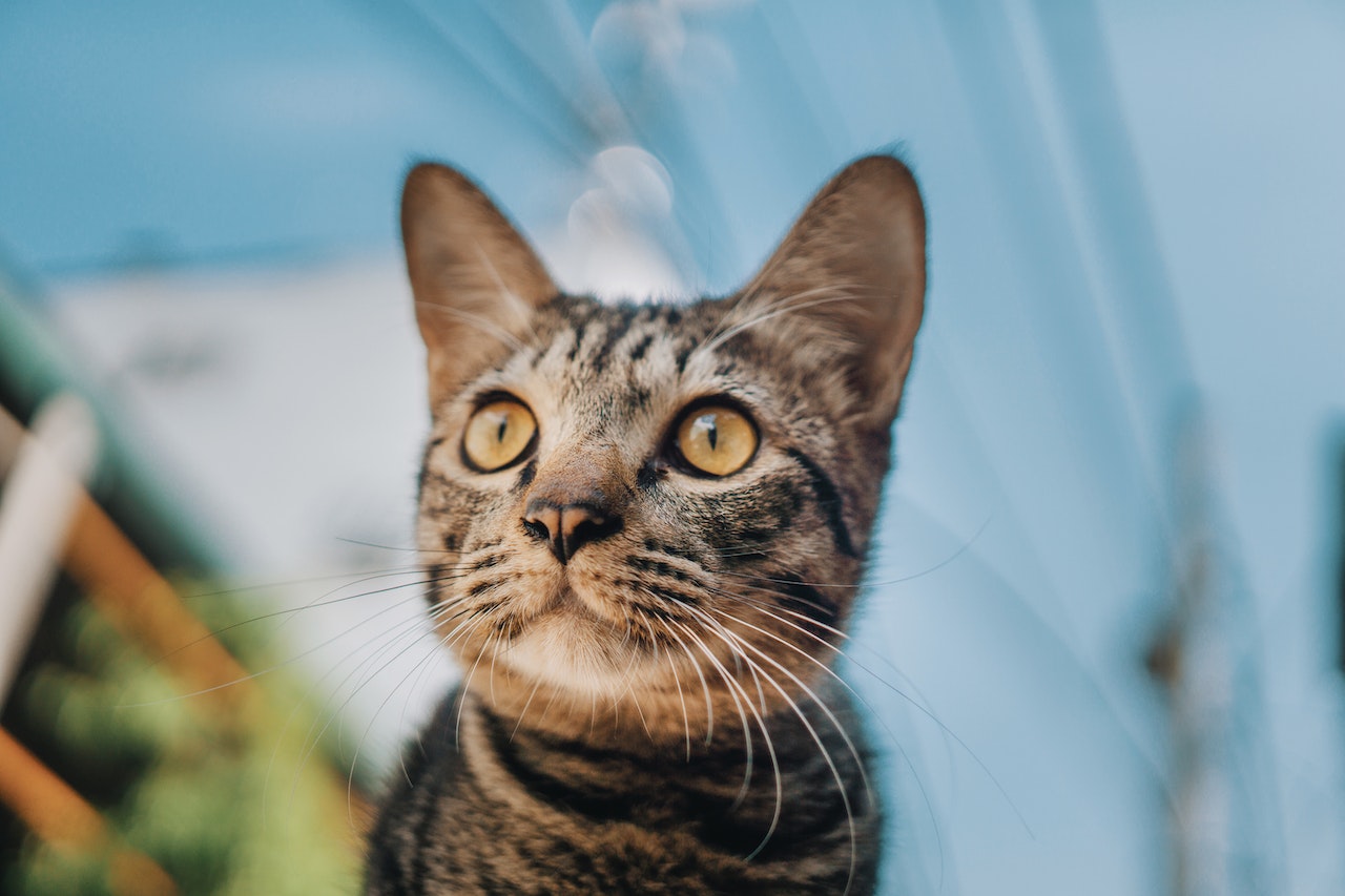 Asthma in Cats: Causes and Effective Treatment Options