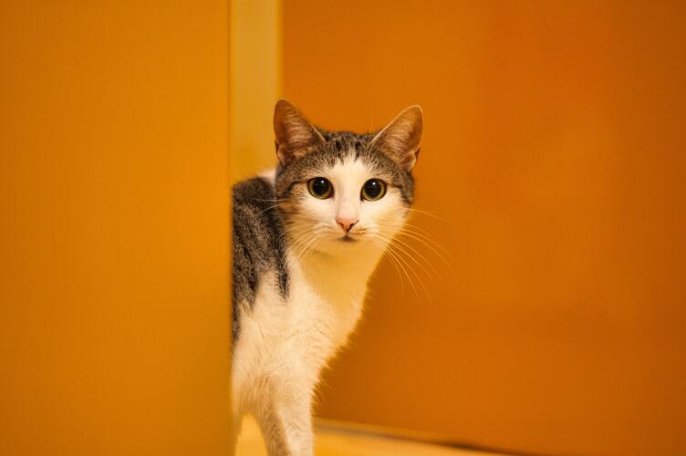Chronic Kidney Disease in Cats