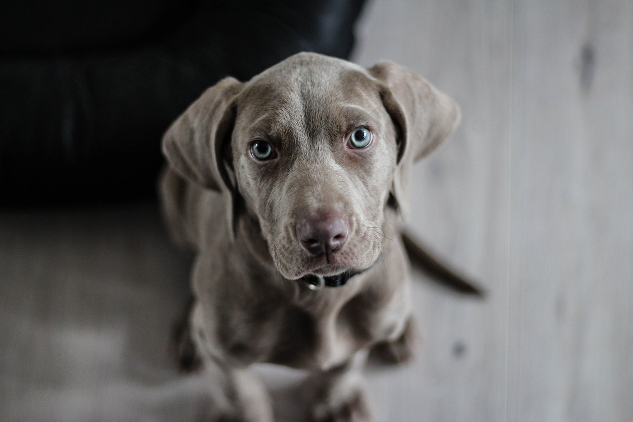 Common ear problems in pets in Palmetto, GA