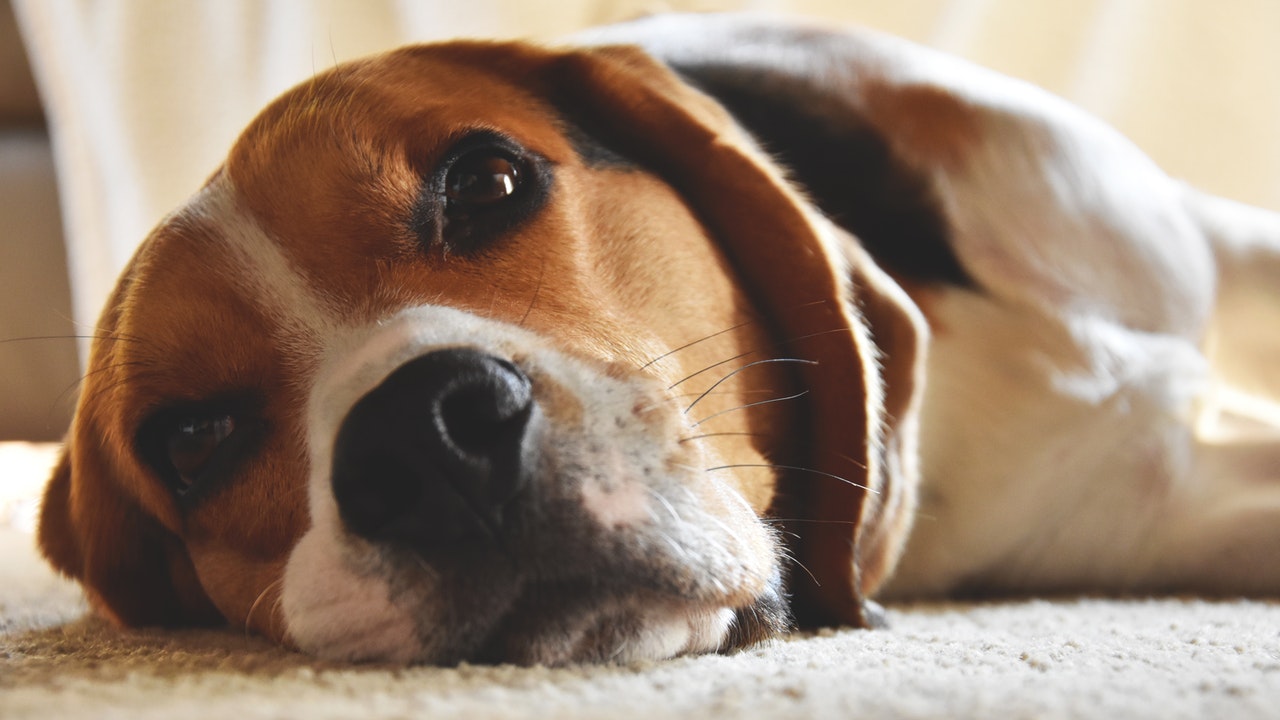 Common health issues in senior dogs in Palmetto, GA