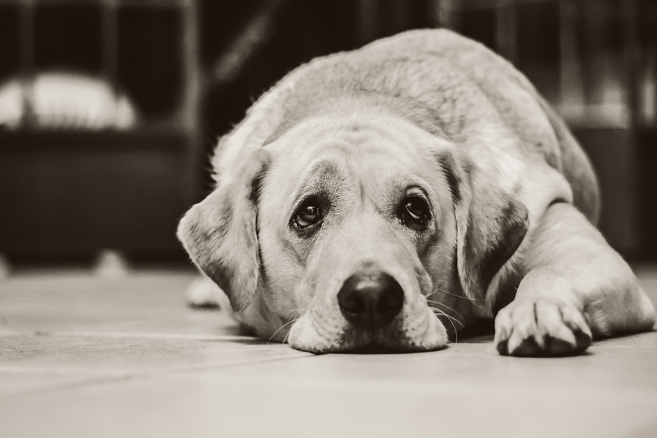 Diarrhea in Dogs in Palmetto, GA