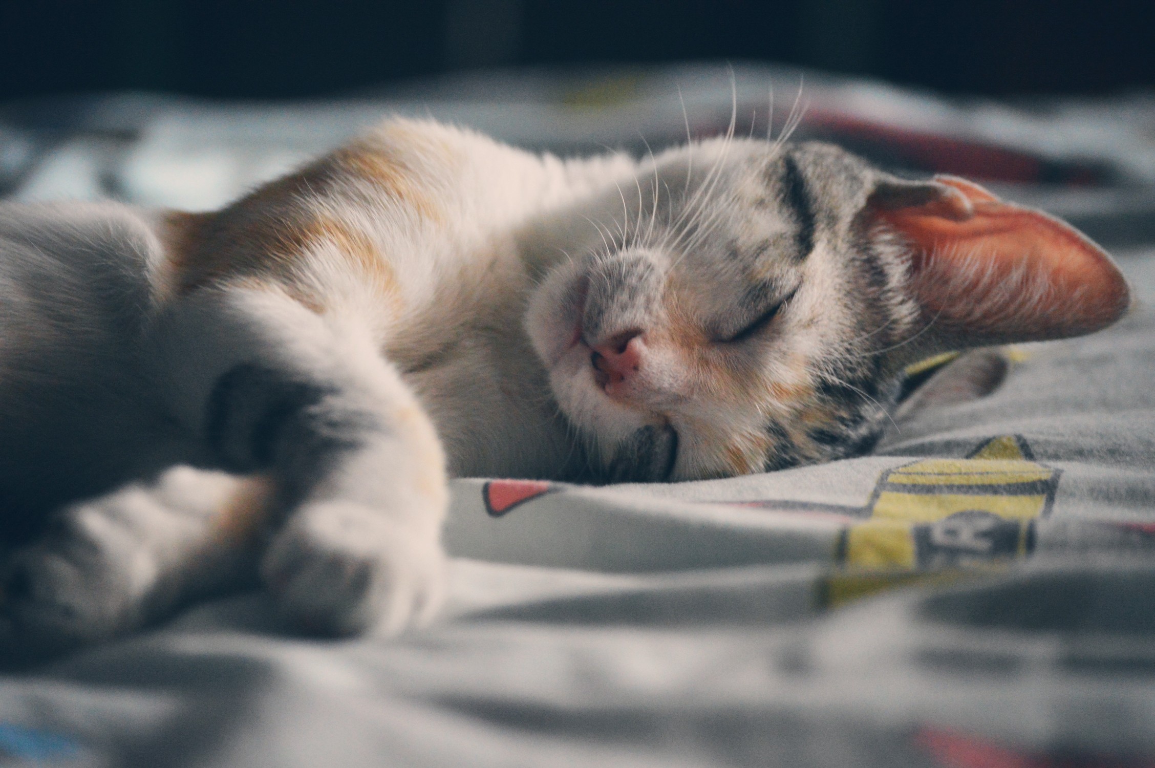 Everything You Need to Know About Adopting a New Pet