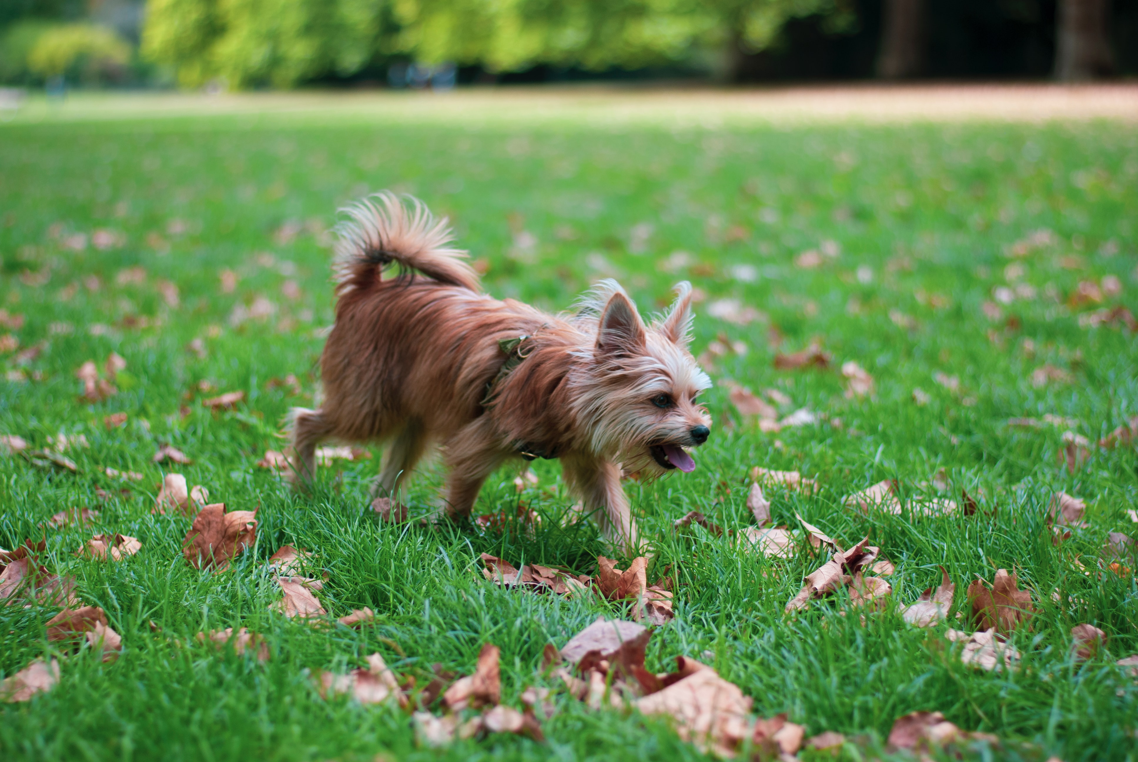 Everything You Need To Know About Diabetes In Pets