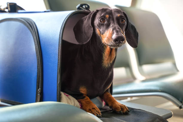 Everything You Need to Know Before Flying with Your Pet