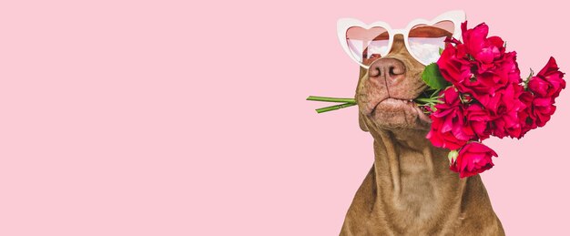 Valentine's Day Pet Safety Tips from SweetWater Veterinary Hospital: Keeping Your Pet Safe and Healthy