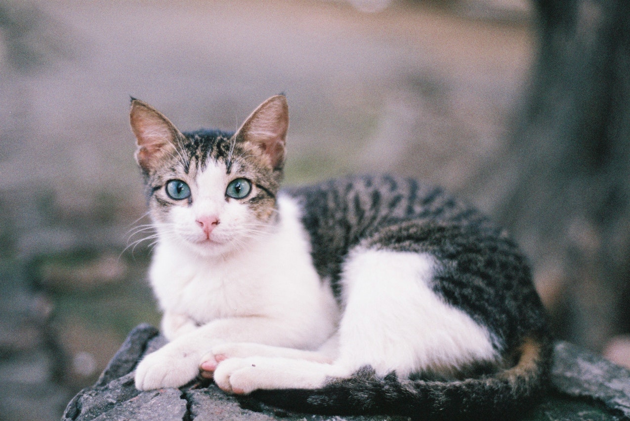 General Cat Care in Palmetto, GA.