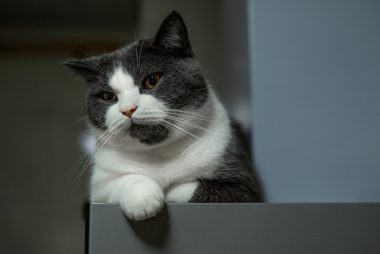 Hair Loss in Pets Dogs and Cats: A Comprehensive Guide for Pet Parents