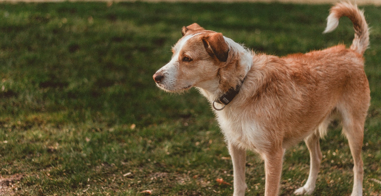 Heart & Lung Tests for Pets in Palmetto, GA