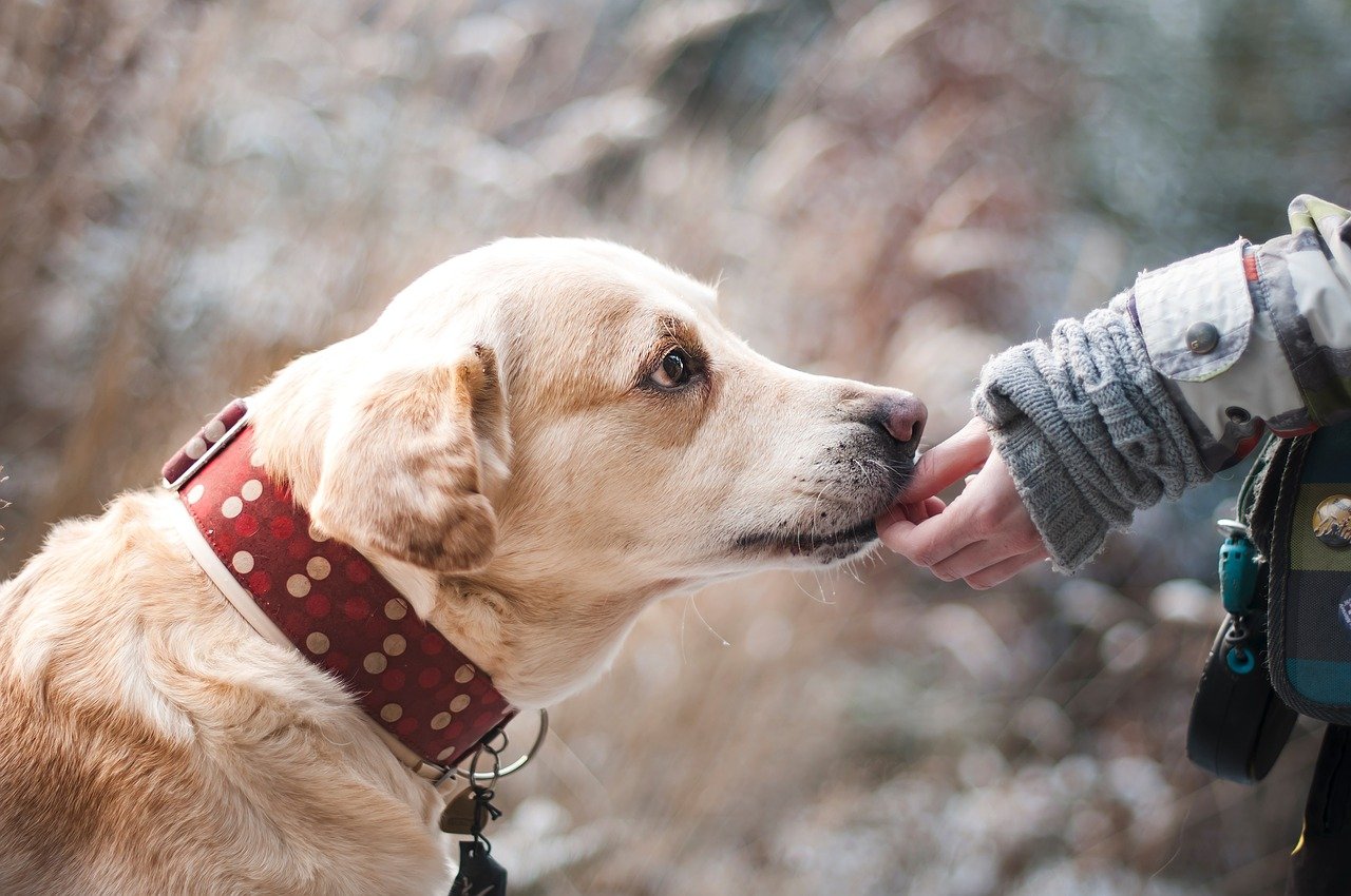 How a Vet Treats Worms in Palmetto, GA. for Dogs?