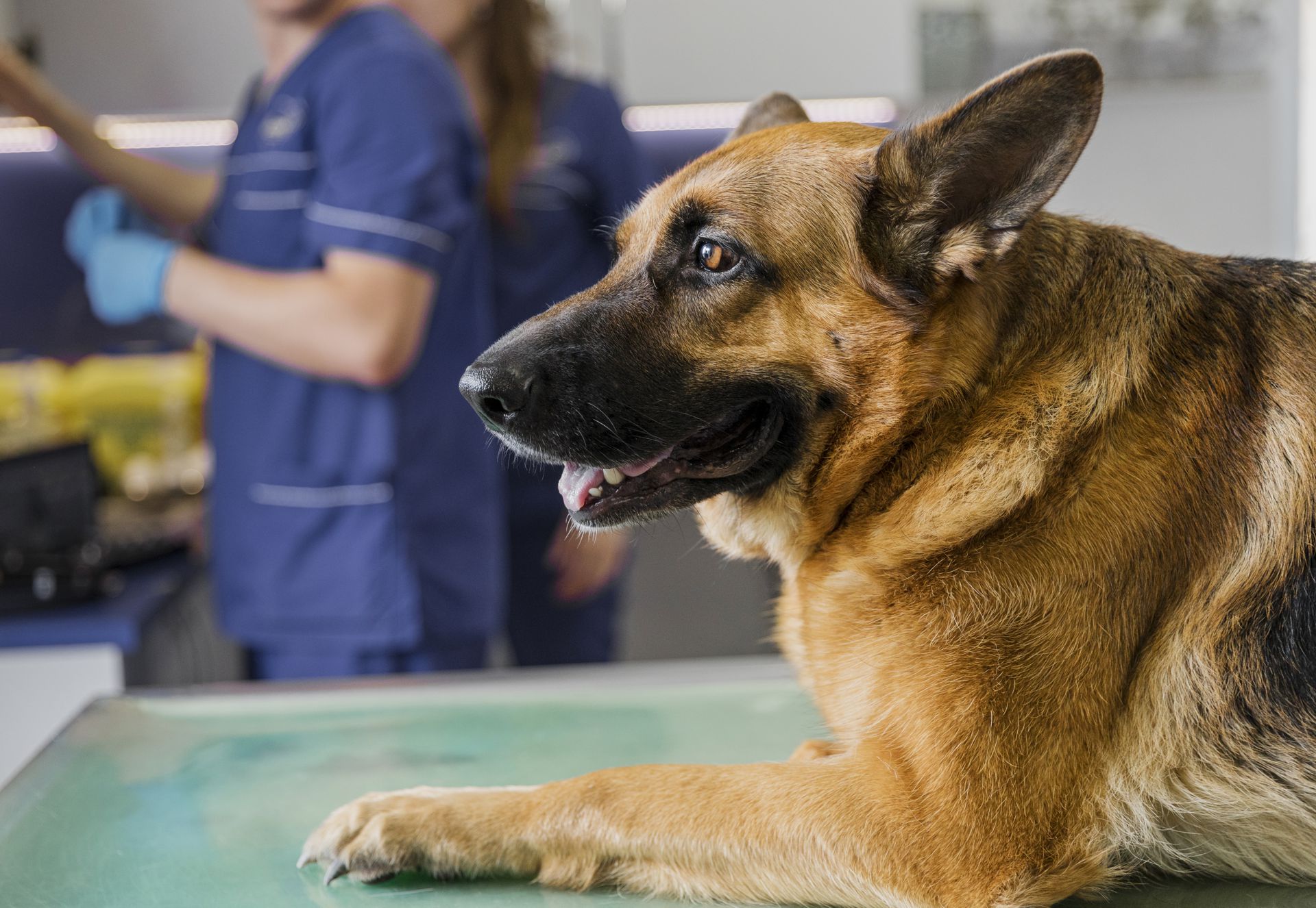 How Sweetwater Veterinary Hospital Vets Help Pets Allergies in Palmetto, GA.