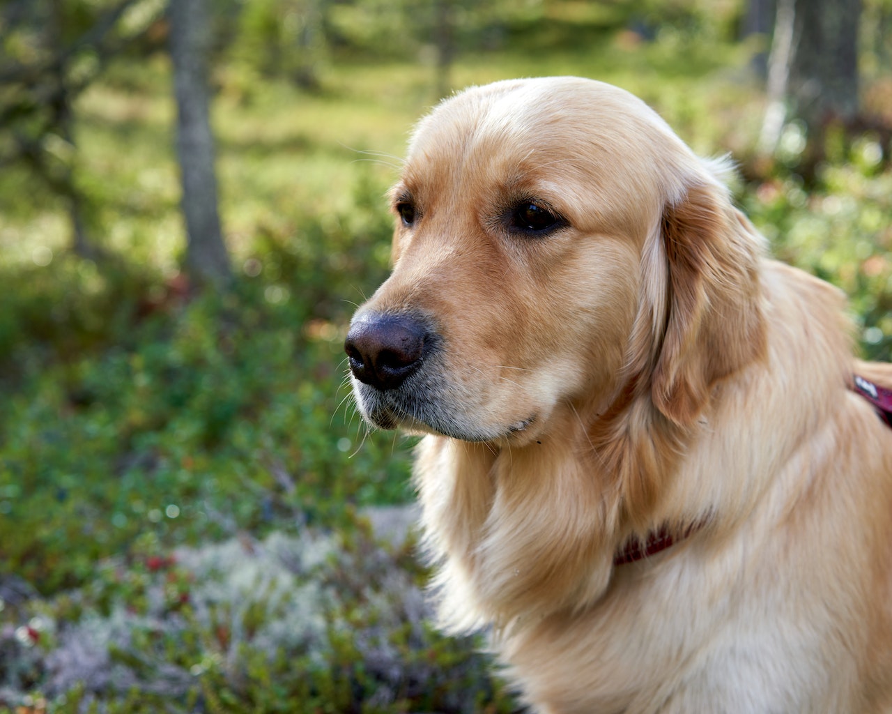How to Care for Your Pet This Spring