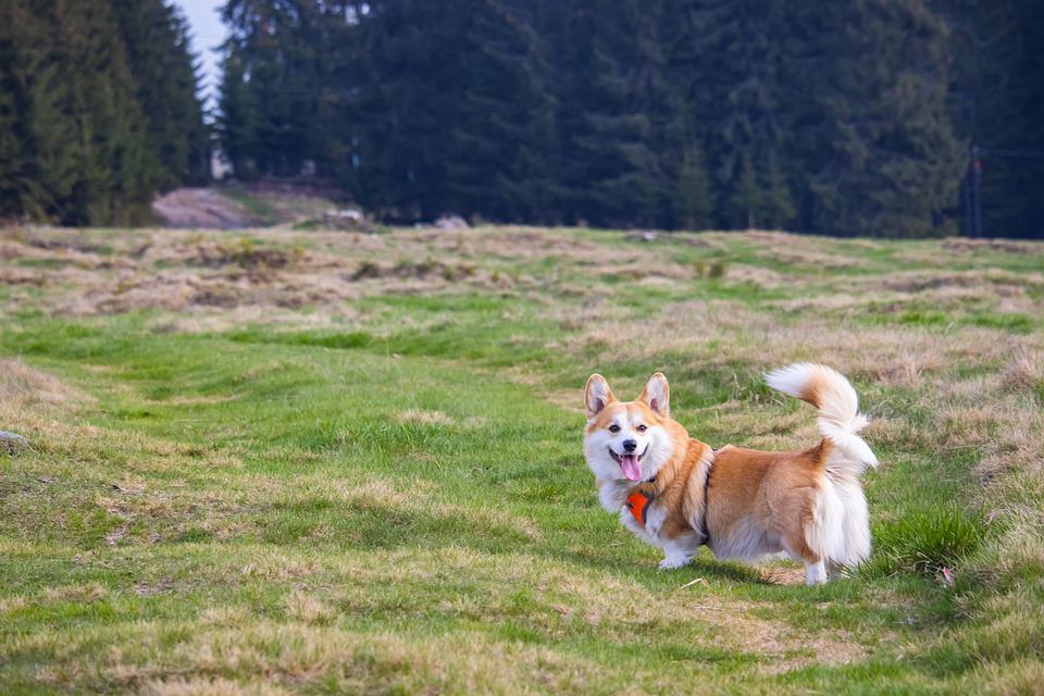 How to Have an Enjoyable and Safe Car Trip With Your Pet