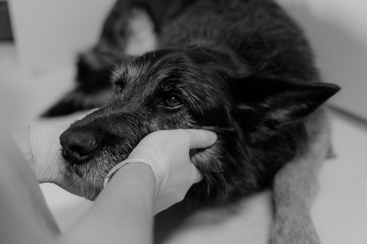 How to prepare your Dog for a Radiograph in Palmetto, GA?