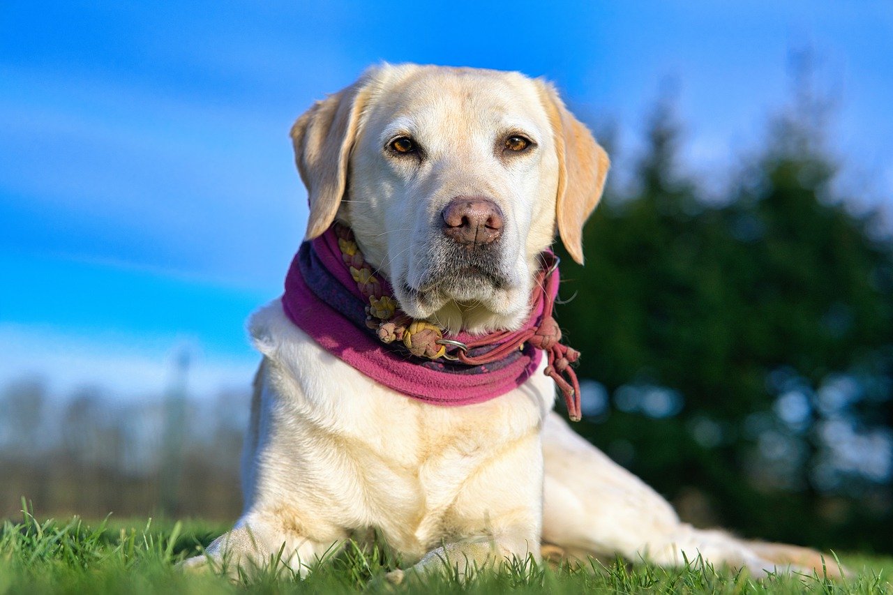 How to Spot and Treat Heatstroke in Dogs