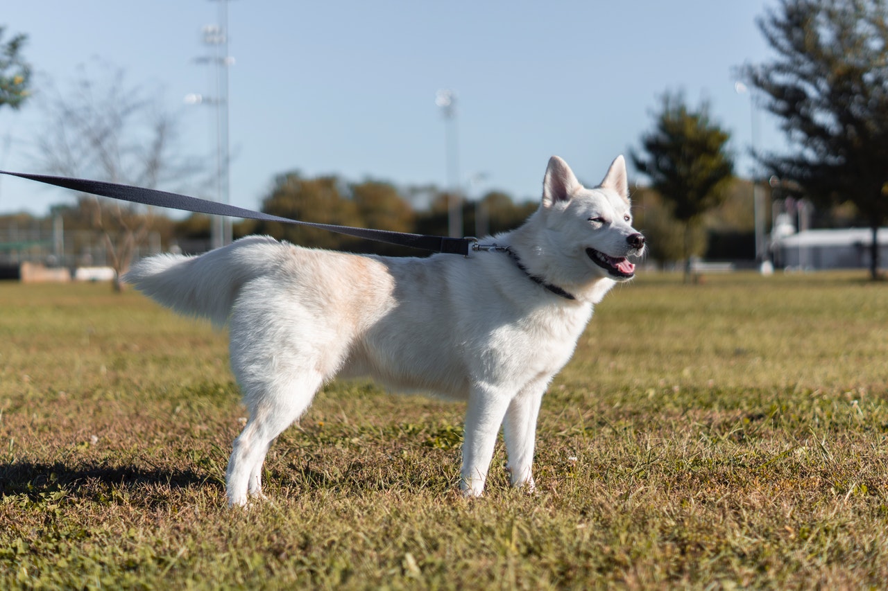 How Vets Treat Anxiety in Pets in Palmetto, GA?