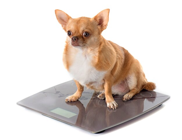 Pet Nutrition for a Healthy Weight: Expert Tips and Advice from SweetWater Veterinary Hospital
