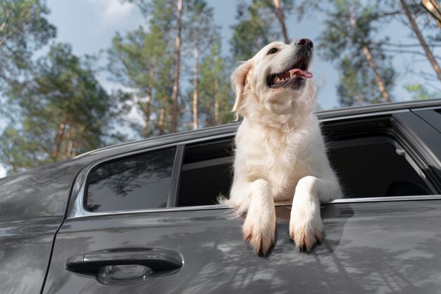 Pet Traveling: How to Prepare Your Pet for a Long Trip