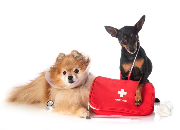 Pet First Aid: How to Handle Common Emergencies at Home